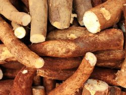 Pemerintah Langsung Hentikan Impor Setelah Harga Singkong Anjlok