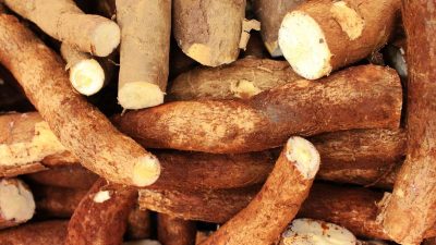 Pemerintah Langsung Hentikan Impor Setelah Harga Singkong Anjlok
