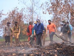 Gubernur Sumsel Minta Sawit yang Ditanam di Lahan Bekas Karhutla Dicabut