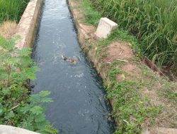 Limbah Cair B3 Diduga Masuk Irigasi di Desa Sukahaji Bikin Ikan Warga Mati Massal