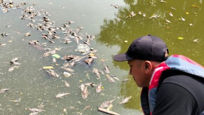 DLH Kota Bekasi Tangani Bangkai Ikan Sapu-Sapu di Kali Bekasi, KP2C Sampaikan Apresiasi